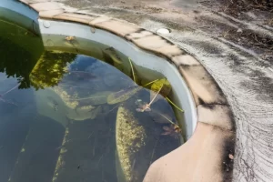 How to Clean a Muddy Pool