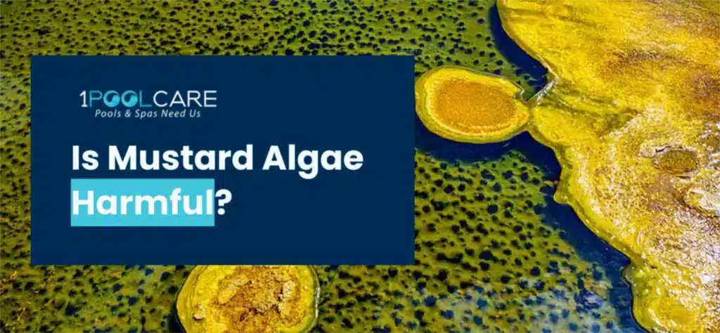 Is Mustard Algae Harmful 1024x474