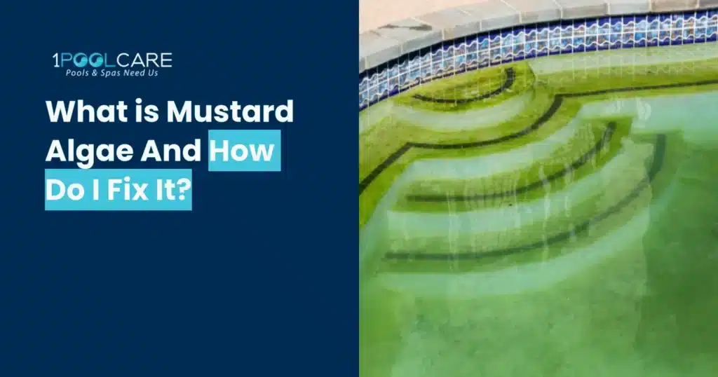 Mustard Algae Fix 1024x538